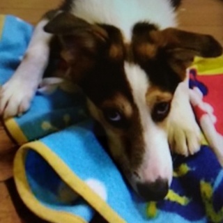 ミックスメス里親募集☆