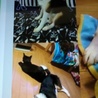 ミックスメス里親募集☆ サムネイル3