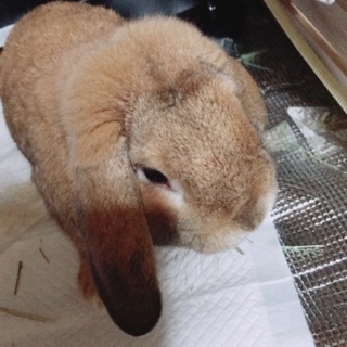 ホーランドロップイヤー男の子の里親様募集