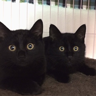 とっても可愛い黒猫兄妹です☆