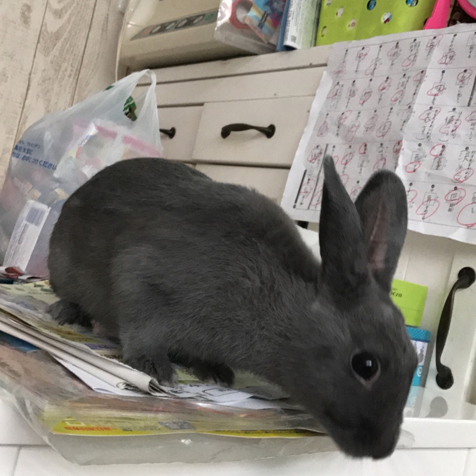 ゴマのカバー写真