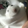 ソウルくん3歳