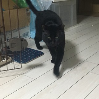 まるで小さな黒豹みたいなビター君里親募集中です