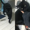 まるで小さな黒豹みたいなビター君里親募集中です サムネイル2