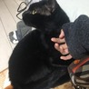 まるで小さな黒豹みたいなビター君里親募集中です サムネイル3