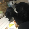 まるで小さな黒豹みたいなビター君里親募集中です サムネイル5