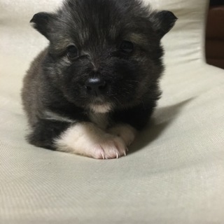 保健所よりレスキュー①メス