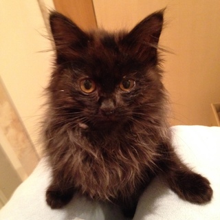名古屋 黒猫ロン毛 ロイくん