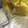 もふくん