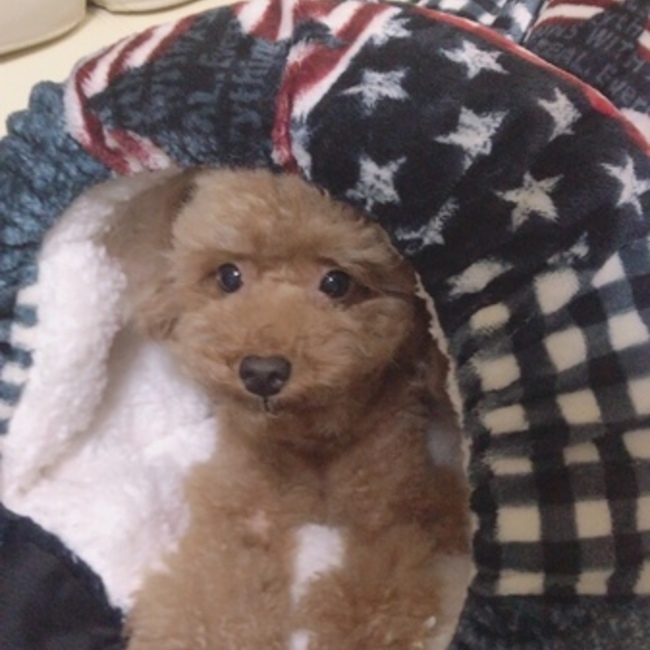 よいちろうのカバー写真