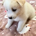 里親さま決まりました☆