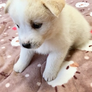 里親さま決まりました☆