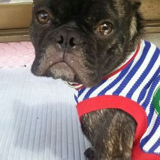 生後１年　フレンチブルドッグ