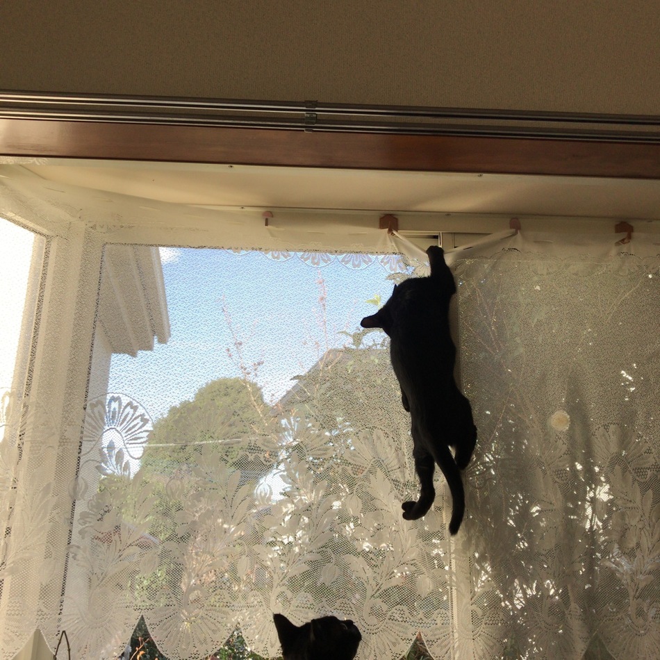 りんどうのカバー写真