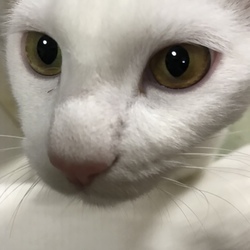 ジャビったら