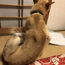 ゴン