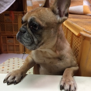 ありがとうございました。里親様決定いたしました。