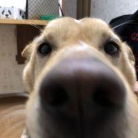 ゴン