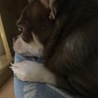 チャまる