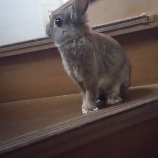 健康で可愛いネザーランドです♡