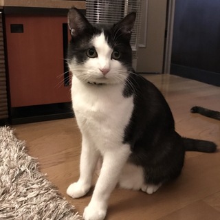 ハチワレ美男子、運命の飼い主さま募集中