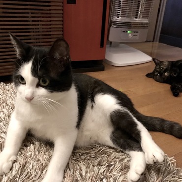 奇跡のハート型♥️♡ ハチ、運命の出会いを待っています