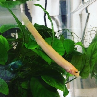 ありがとうございました:ヒドジョウの飼い主さん募集