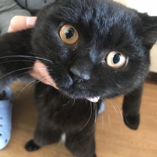 子猫4匹の里親募集