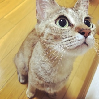 【里親募集】メスの成猫です