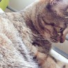 【里親募集】メスの成猫です サムネイル2