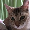 【里親募集】メスの成猫です サムネイル3