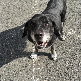 人が大好き優しい大型犬