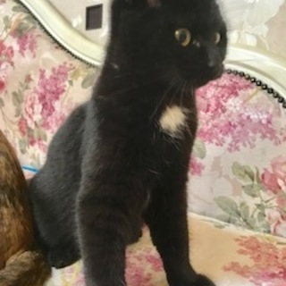 白い胸元がかわいい黒チビ５ヶ月