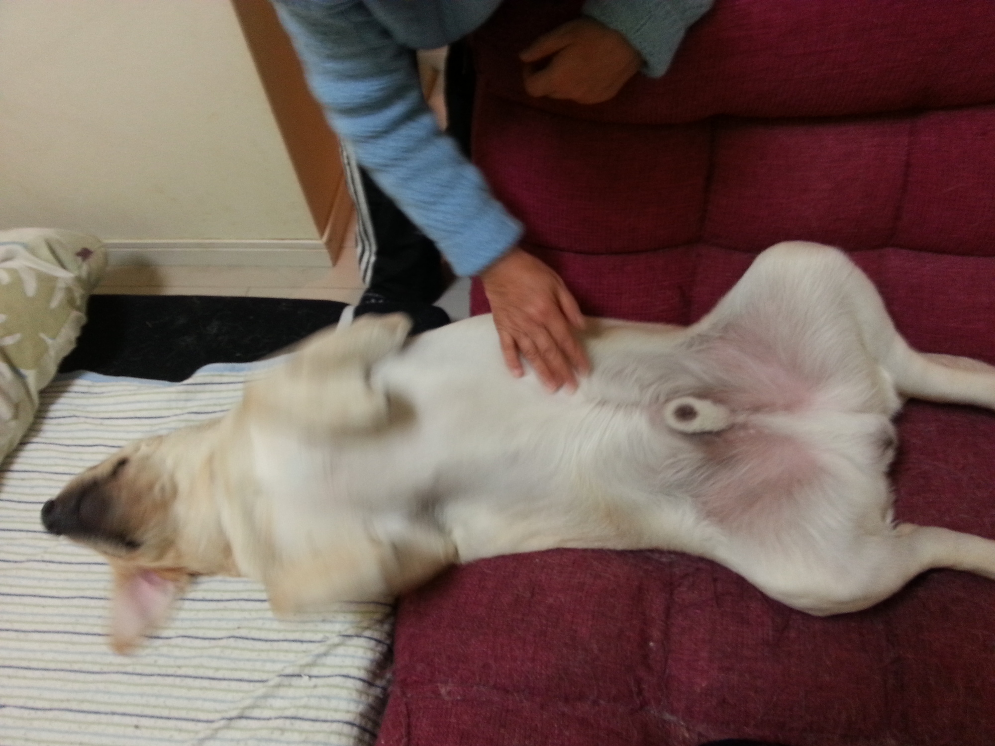 木村らぶ ラブラドール レトリーバー ペットのおうち 月間利用者150万人