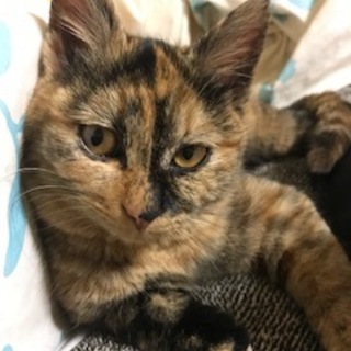 美猫のサビ姉妹5ヶ月　1匹でも可