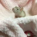 再募集ファンシーラットの赤ちゃん