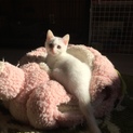 フワフワの白い毛の仔猫ちゃんです‼️