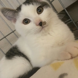 お鼻模様がチャームポイントの男の子！