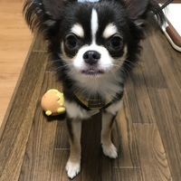 マロ