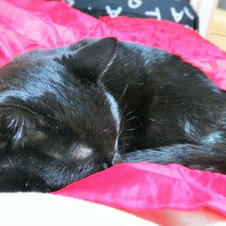 「冬がやって来た！」サムネイル1