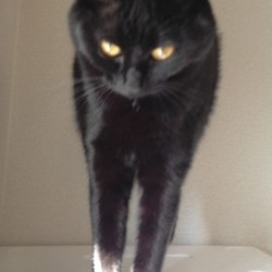 「冬がやって来た！」サムネイル3