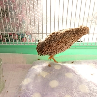 二ヶ月ヒメウズラ茶色