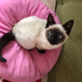 現場遺棄シャムMixの男の子