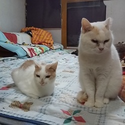 「お知らせです。」サムネイル1