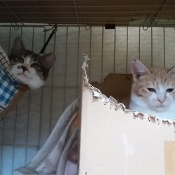 「お知らせです。」サムネイル2