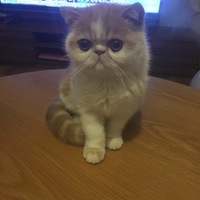 ぽてち