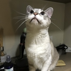 テレビに反応