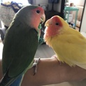 コザクラインコの里親を募集しております。