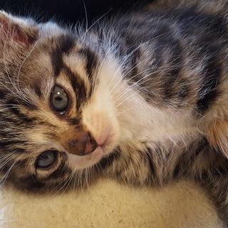 3匹 子猫里親募集中