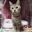 パステルミケちゃん